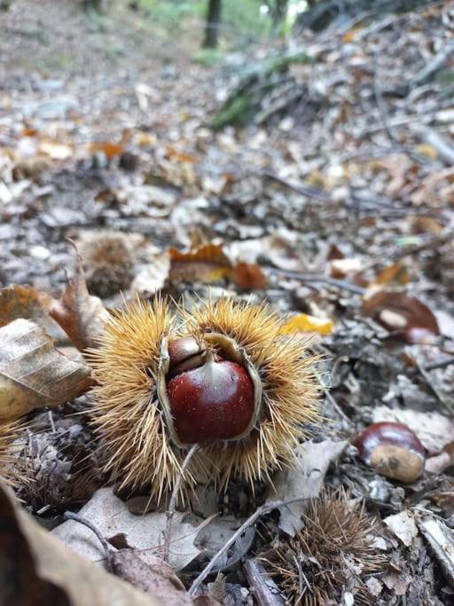 Sweet Love Valsassina Taceno Εξωτερικό φωτογραφία